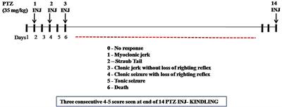 Neuroprotective Effect of Coumarin Nasal Formulation: Kindling Model Assessment of Epilepsy